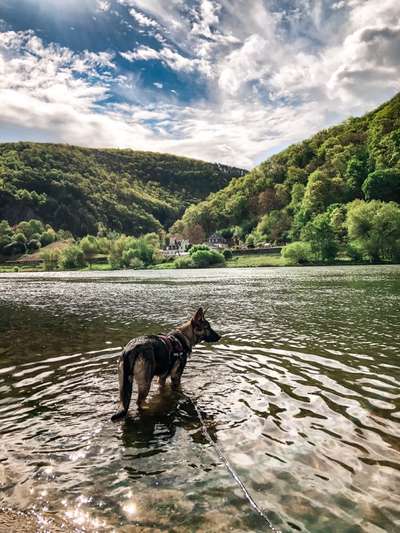 Dogorama-Monats-Challenge-Mai "Wasser"-Beitrag-Bild