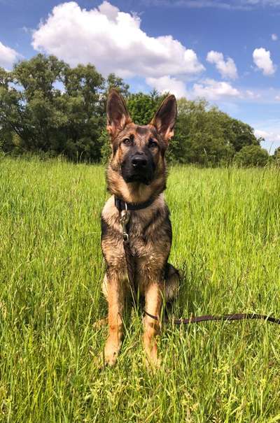 Lieblings "nervige Sprüche"-Beitrag-Bild