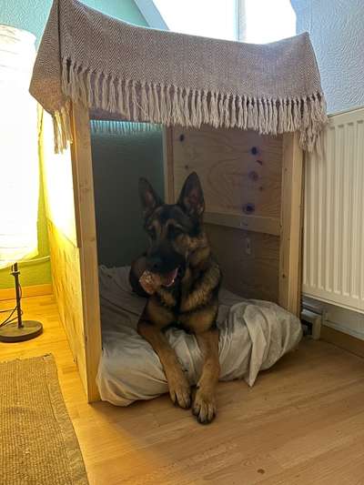 Alles rund um den Schäferhund, diskutieren erwünscht.-Beitrag-Bild