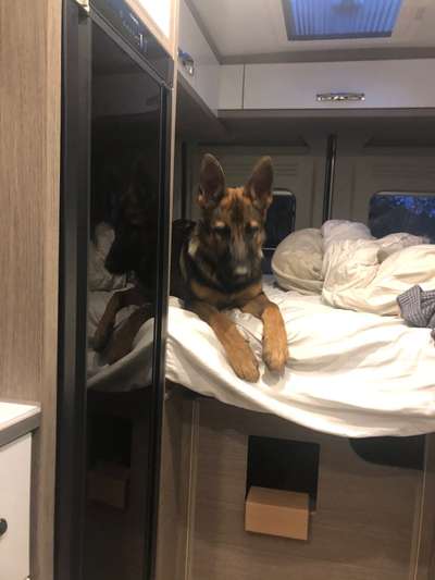 Alles rund um den Schäferhund, diskutieren erwünscht.-Beitrag-Bild