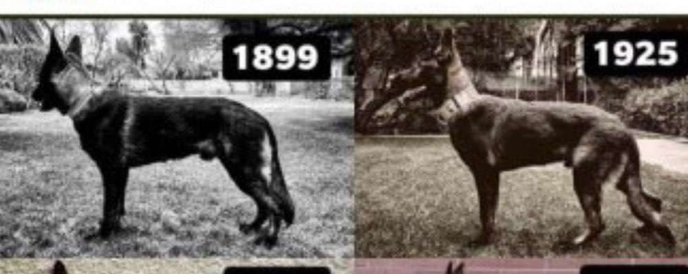 Alles rund um den Schäferhund, diskutieren erwünscht.-Beitrag-Bild