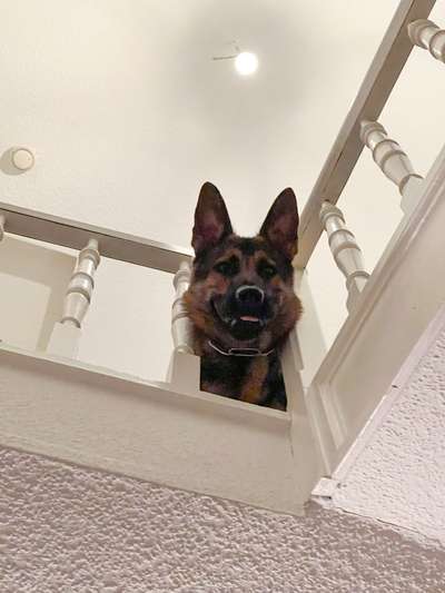 Alles rund um den Schäferhund, diskutieren erwünscht.-Beitrag-Bild