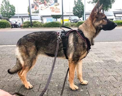 Hundegeschirr fürs Wandern-Beitrag-Bild