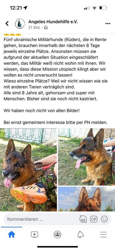 Alles rund um den Schäferhund, diskutieren erwünscht.-Beitrag-Bild