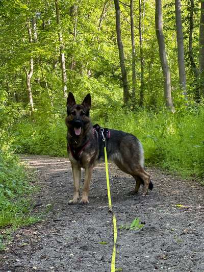 Alles rund um den Schäferhund, diskutieren erwünscht.-Beitrag-Bild