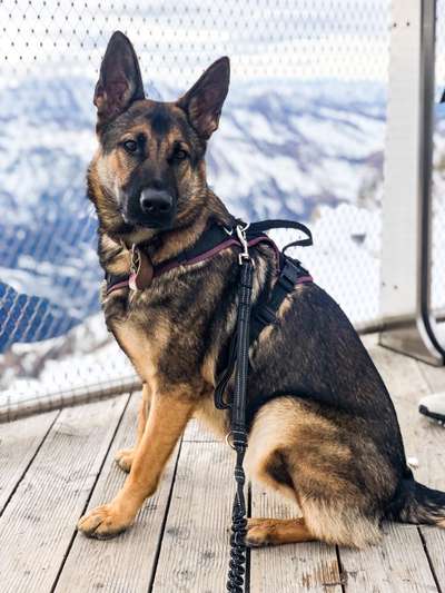 Alles rund um den Schäferhund, diskutieren erwünscht.-Beitrag-Bild