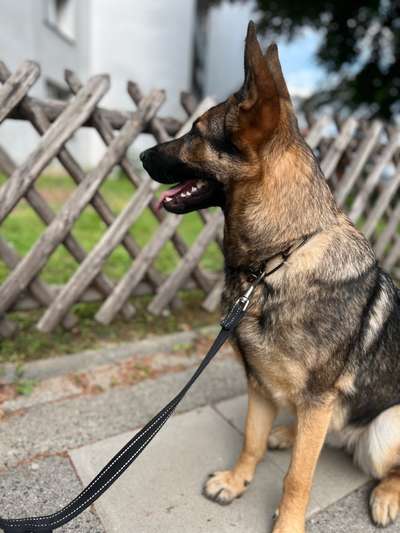 Alles rund um den Schäferhund, diskutieren erwünscht.-Beitrag-Bild