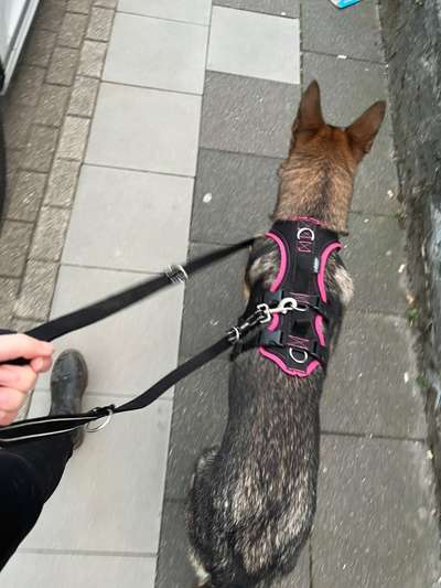 Hundegeschirr-Beitrag-Bild