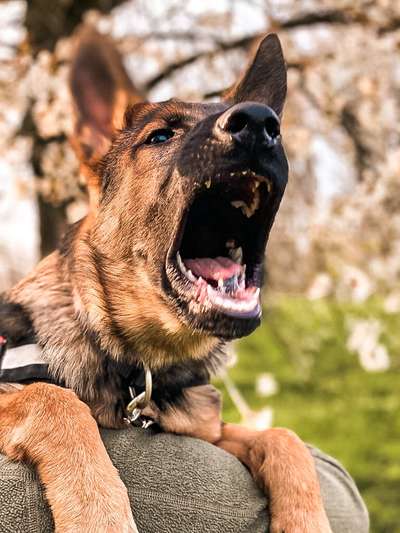 Schäferhund-Fans?-Beitrag-Bild