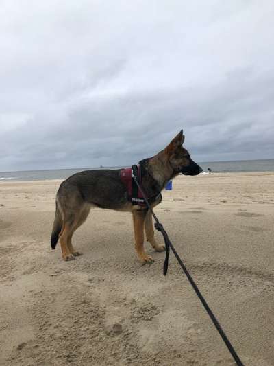 Alles rund um den Schäferhund, diskutieren erwünscht.-Beitrag-Bild