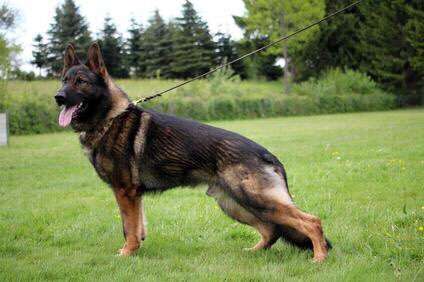 Alles rund um den Schäferhund, diskutieren erwünscht.-Beitrag-Bild