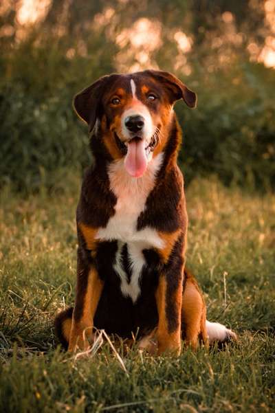 Foto's und Hundemodels-Beitrag-Bild