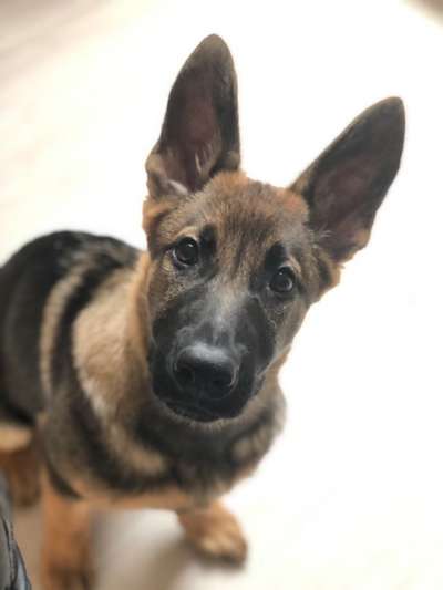 Schäferhund-Beitrag-Bild