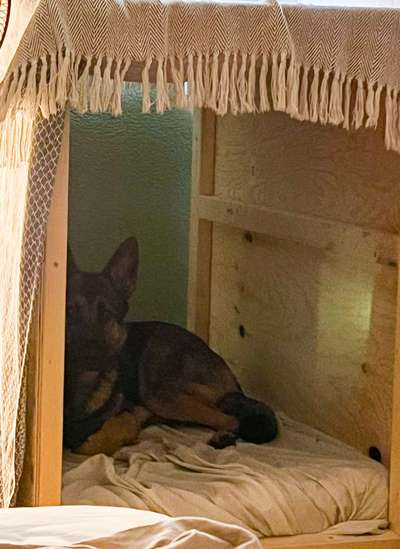 Alles rund um den Schäferhund, diskutieren erwünscht.-Beitrag-Bild