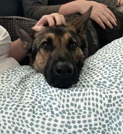 Alles rund um den Schäferhund, diskutieren erwünscht.-Beitrag-Bild