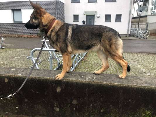 Der Gewichts-Thread-Beitrag-Bild