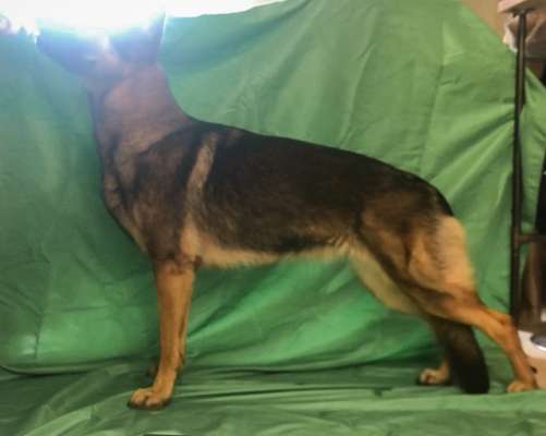 Alles rund um den Schäferhund, diskutieren erwünscht.-Beitrag-Bild