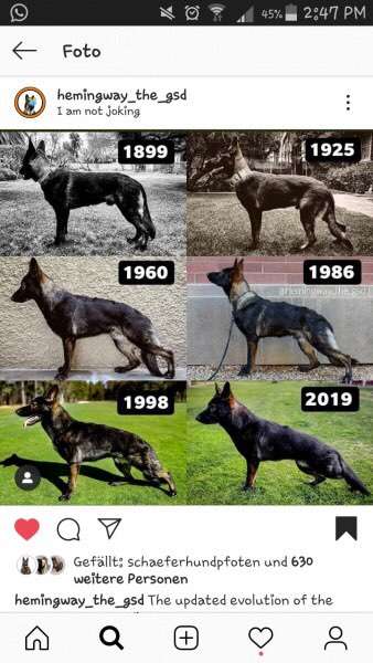 Alles rund um den Schäferhund, diskutieren erwünscht.-Beitrag-Bild