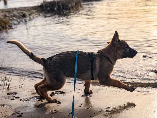 Alles rund um den Schäferhund, diskutieren erwünscht.-Beitrag-Bild