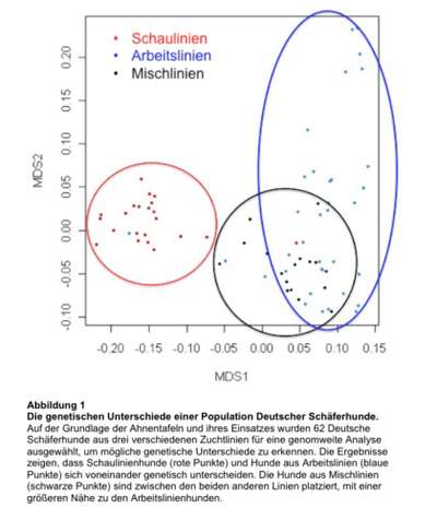 Schäferhund-Fans?-Beitrag-Bild