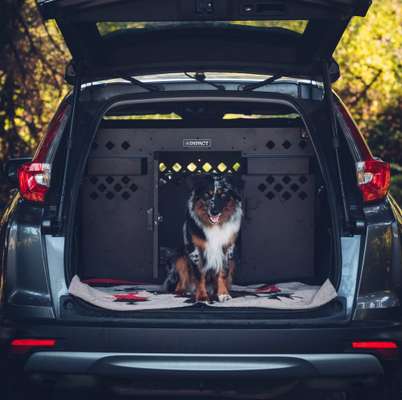 Alles rund um den Schäferhund, diskutieren erwünscht.-Beitrag-Bild