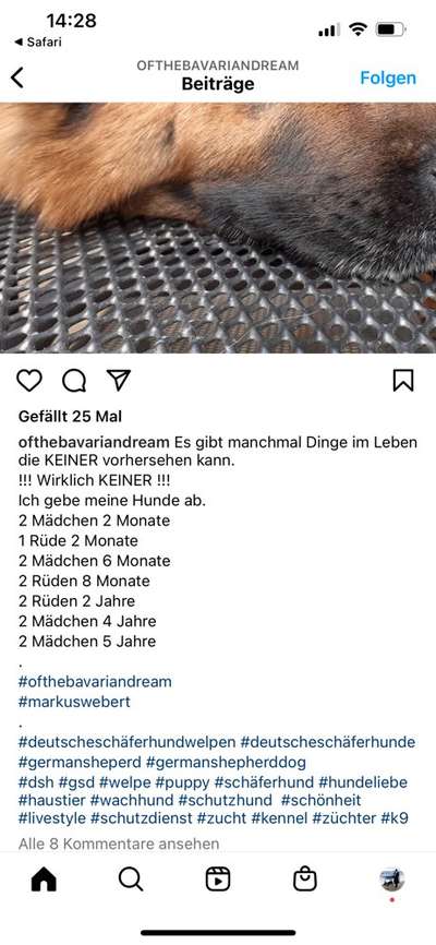 Alles rund um den Schäferhund, diskutieren erwünscht.-Beitrag-Bild