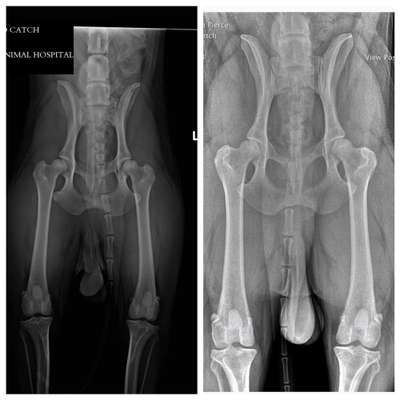 Alles rund um den Schäferhund, diskutieren erwünscht.-Beitrag-Bild