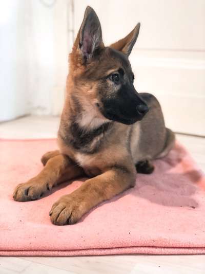 Welpen Bilder !-Beitrag-Bild