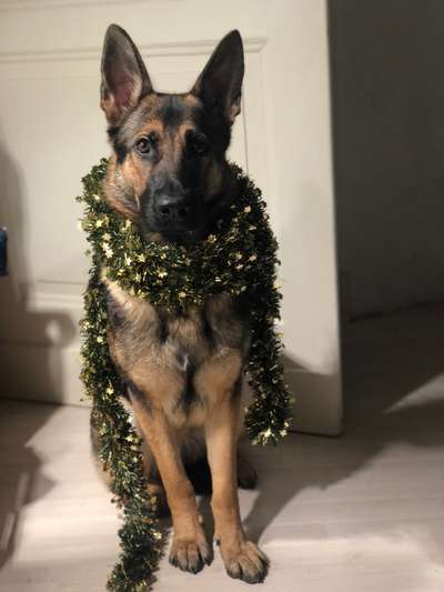 Alles rund um den Schäferhund, diskutieren erwünscht.-Beitrag-Bild