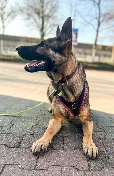 Alles rund um den Schäferhund, diskutieren erwünscht.-Beitrag-Bild