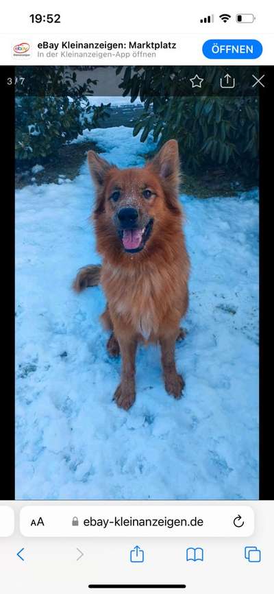 Alles rund um den Schäferhund, diskutieren erwünscht.-Beitrag-Bild