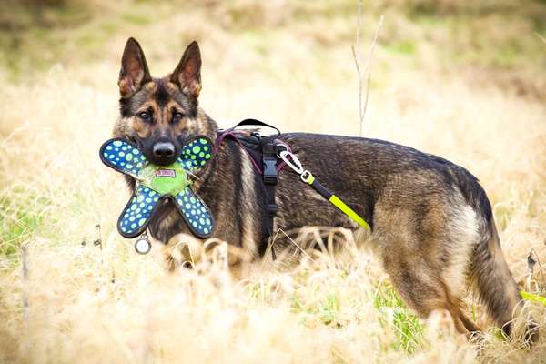 Reinrassige Hunde?-Beitrag-Bild