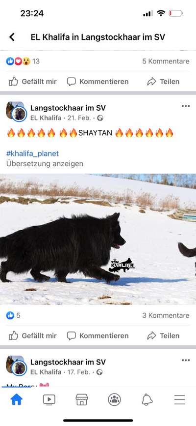 Alles rund um den Schäferhund, diskutieren erwünscht.-Beitrag-Bild