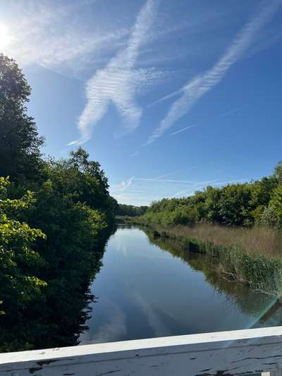 Alles rund um den Schäferhund, diskutieren erwünscht.-Beitrag-Bild