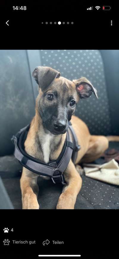 Alles rund um den Schäferhund, diskutieren erwünscht.-Beitrag-Bild