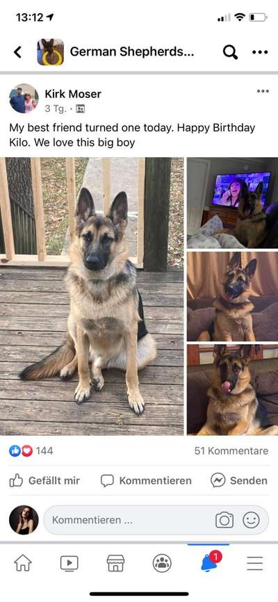 Alles rund um den Schäferhund, diskutieren erwünscht.-Beitrag-Bild