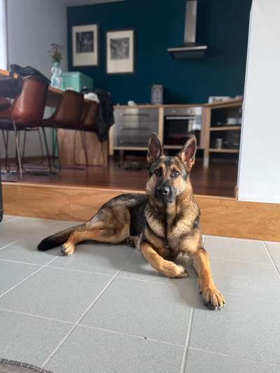 Alles rund um den Schäferhund, diskutieren erwünscht.-Beitrag-Bild