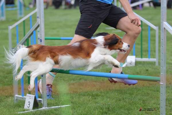 Alles rund um den Schäferhund, diskutieren erwünscht.-Beitrag-Bild