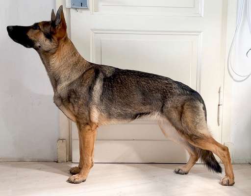 Reinrassige Hunde?-Beitrag-Bild