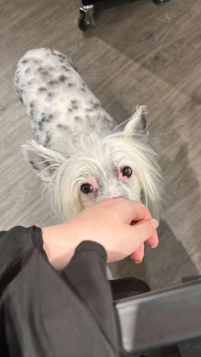 Alles rund um den Schäferhund, diskutieren erwünscht.-Beitrag-Bild