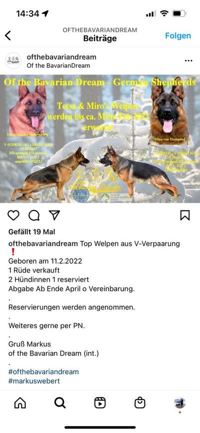 Alles rund um den Schäferhund, diskutieren erwünscht.-Beitrag-Bild