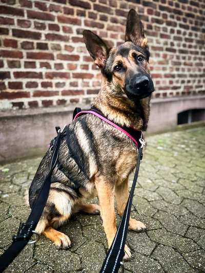 Hundegeschirr-Beitrag-Bild