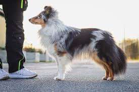 Alles rund um den Schäferhund, diskutieren erwünscht.-Beitrag-Bild