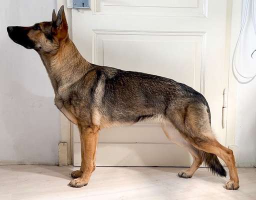 Alles rund um den Schäferhund, diskutieren erwünscht.-Beitrag-Bild