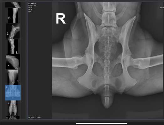Alles rund um den Schäferhund, diskutieren erwünscht.-Beitrag-Bild