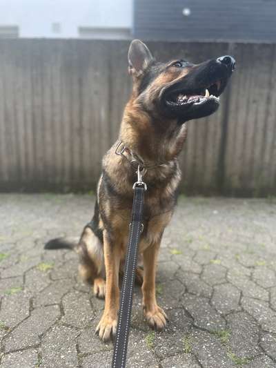 Alles rund um den Schäferhund, diskutieren erwünscht.-Beitrag-Bild