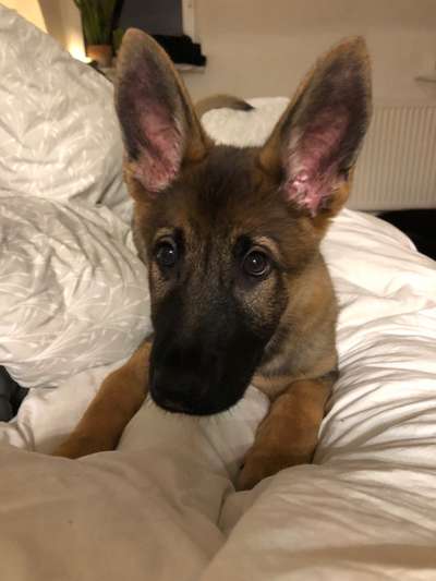 Alles rund um den Schäferhund, diskutieren erwünscht.-Beitrag-Bild