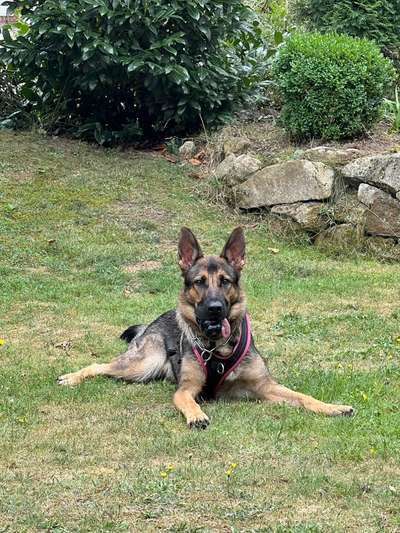 Alles rund um den Schäferhund, diskutieren erwünscht.-Beitrag-Bild