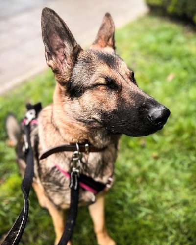 Alles rund um den Schäferhund, diskutieren erwünscht.-Beitrag-Bild