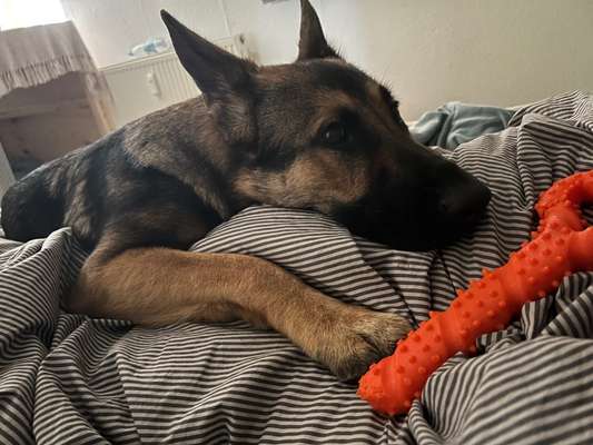 Alles rund um den Schäferhund, diskutieren erwünscht.-Beitrag-Bild